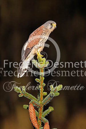 Kestrel 50 (Falco tinnunculus)