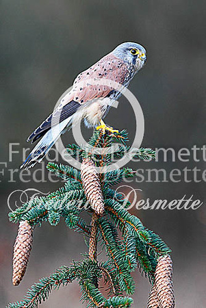 Kestrel 49 (Falco tinnunculus)