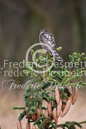 Sparrowhawk 21 (Accipiter nisus)