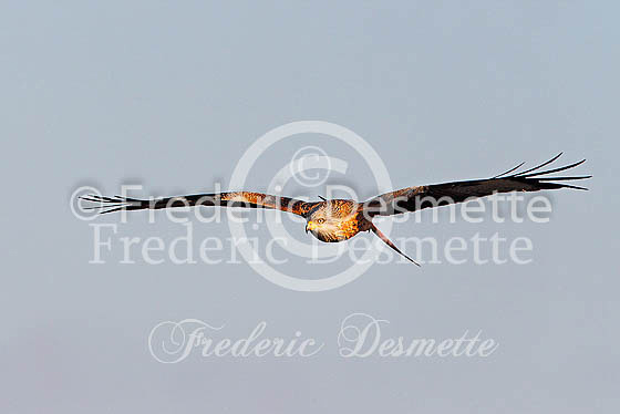 Red kite 124 (Milvus milvus)