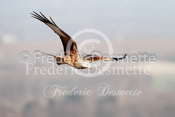 Red kite 108 (Milvus milvus)