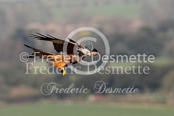 Red kite 99 (Milvus milvus)