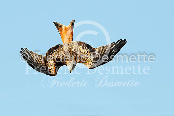 Red kite 104 (Milvus milvus)