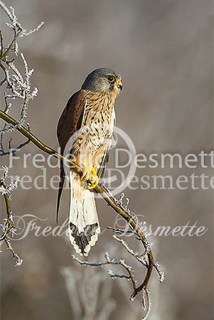 Kestrel 59 (Falco tinnunculus)