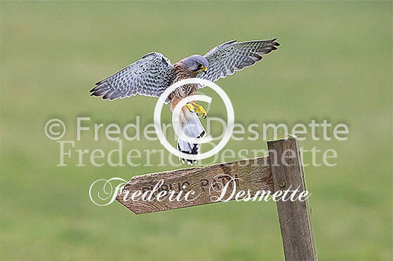 Kestrel 67 (Falco tinnunculus)