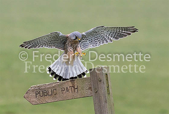Kestrel 68 (Falco tinnunculus)