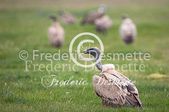 Griffon Vulture 24 (Gyps fulvus) (2)