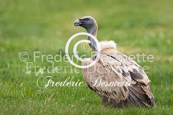 Griffon Vulture 25 (Gyps fulvus) (2)
