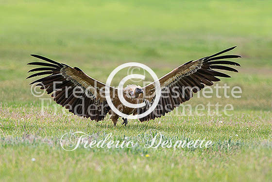 Griffon Vulture 28 (Gyps fulvus)