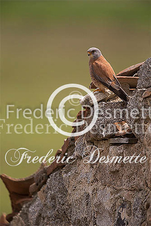 Lesser Kestrel 11 (Falco naumanni)