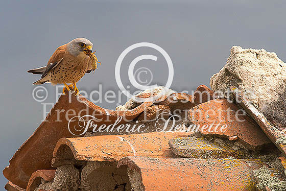 Lesser Kestrel 12 (Falco naumanni)