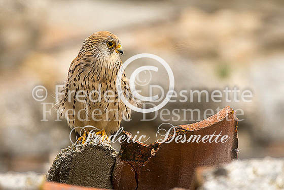 Lesser Kestrel 6 (Falco naumanni)