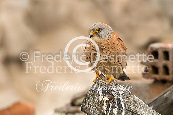 Lesser Kestrel 1 (Falco naumanni)