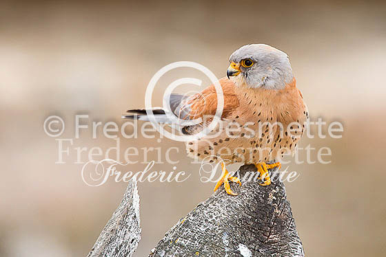Lesser Kestrel 4 (Falco naumanni)