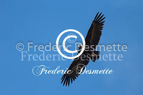 Black Vulture 8 (Aegypius monachus)