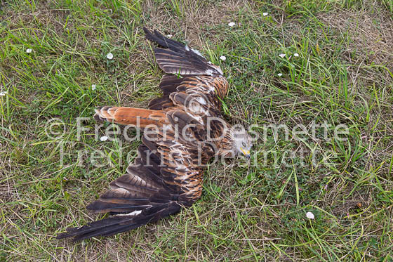 Red kite 156 (Milvus milvus)