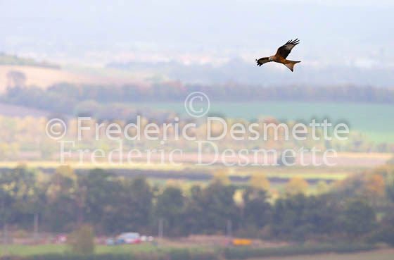 Red kite 145 (Milvus milvus)