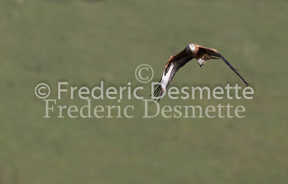 Red kite 146 (Milvus milvus)