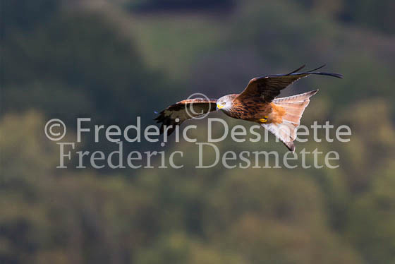Red kite 142 (Milvus milvus)