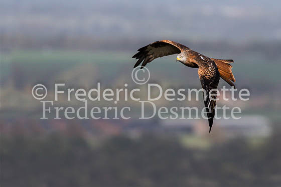 Red kite 144 (Milvus milvus)