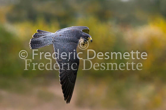 Peregrine 9 (Falco peregrinus)