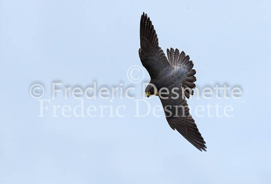 Peregrine 11 (Falco peregrinus)
