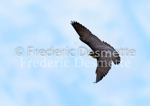 Peregrine 10 (Falco peregrinus)