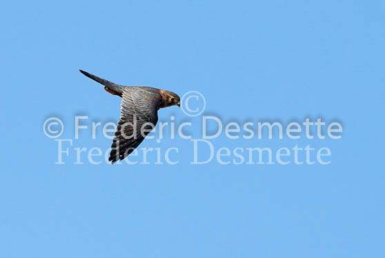 Merlin 20 (Falco columbarius)