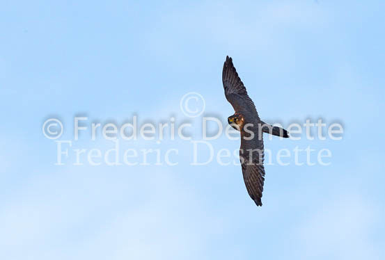 Merlin 23 (Falco columbarius)