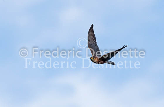 Merlin 24 (Falco columbarius)