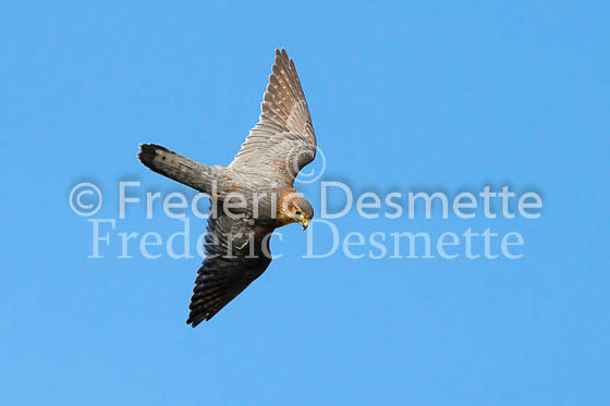 Merlin 18 (Falco columbarius)