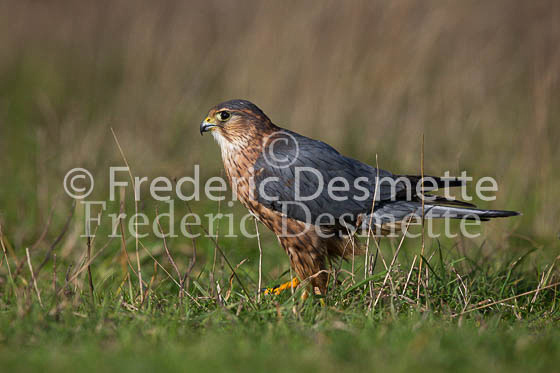 Merlin 25 (Falco columbarius)