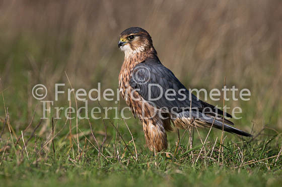 Merlin 27 (Falco columbarius)