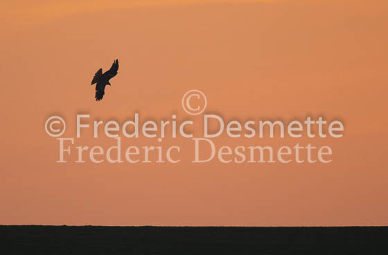 Red kite 139 (Milvus milvus)