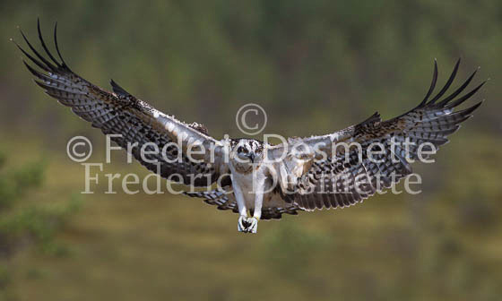 Osprey 16 (Pandion haliaetus)