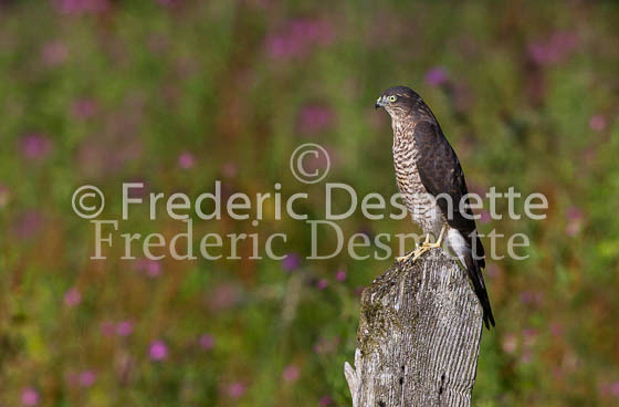 Sparrowhawk 32 (Accipiter nisus)