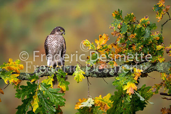 Sparrowhawk 34 (Accipiter nisus)