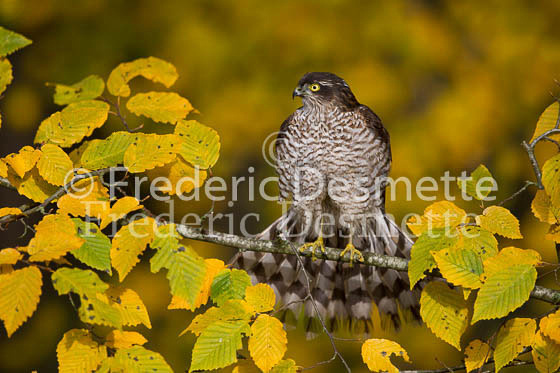 Sparrowhawk 41 (Accipiter nisus)