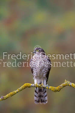 Sparrowhawk 35 (Accipiter nisus)