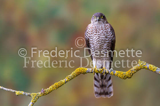 Sparrowhawk 57 (Accipiter nisus)