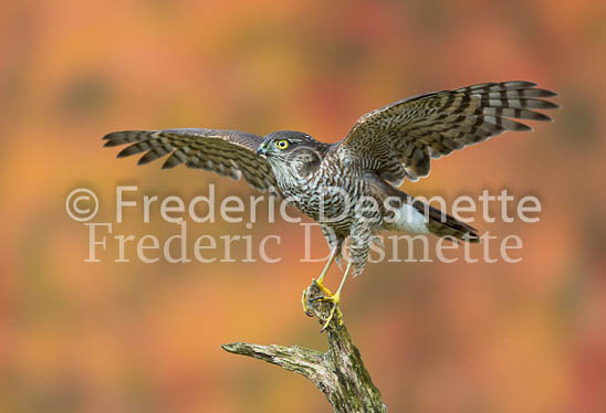 Sparrowhawk 58 (Accipiter nisus)