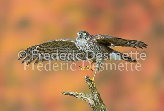 Sparrowhawk 47 (Accipiter nisus)