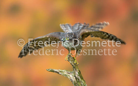 Sparrowhawk 59 (Accipiter nisus)