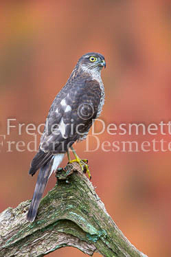 Sparrowhawk 69 (Accipiter nisus)-2