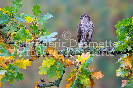 Sparrowhawk 68 (Accipiter nisus)-2
