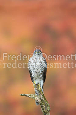 Sparrowhawk 71 (Accipiter nisus)-2