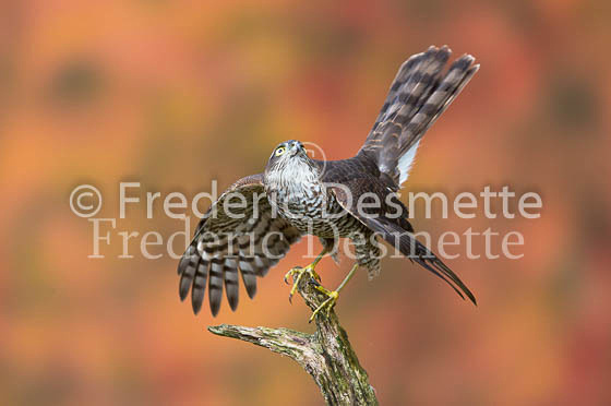 Sparrowhawk 60 (Accipiter nisus)-2