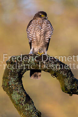 Sparrowhawk 61 (Accipiter nisus)-2