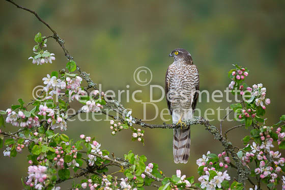 Sparrowhawk 92 (Accipiter nisus)