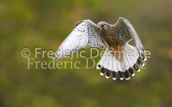 Kestrel 78 (Falco tinnunculus)
